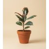 Ficus elastica 'Ruby', Ø 9 cm