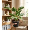 Aglaonema 'Maria', Ø 14 cm