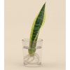 Tchýnin jazyk (Sansevieria laurenti) - Řízek