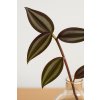 Tradescantia zebrina (Voděnka) - Řízek