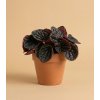 Peperomia 'Chocolat'