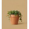 Peperomia 'Pepperspot', Ø 12 cm