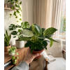 Philodendron 'Birkin', Ø 11-12 cm