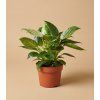 Philodendron 'Birkin', Ø 11-12 cm