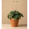 Peperomia caperata 'Lilian', Ø 12 cm