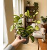 Hoya carnosa 'tricolor', Ø 9 cm