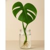 Monstera deliciosa - Řízek
