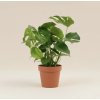 Monstera deliciosa - Řízek