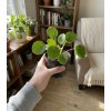 Pilea 'peperomioides', Ø 11 cm