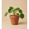Pilea 'peperomioides', Ø 11 cm