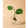 Maranta 'Lemon Lime' - Řízek