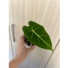 Alocasia 'Frydek', Ø 8 cm vlastní výpěstky