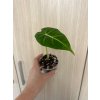 Alocasia 'Frydek', Ø 8 cm - vlastní výpěstky