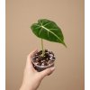 Alocasia 'Frydek', Ø 8 cm