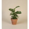 Monstera adansonii Monkey Mask - Řízek
