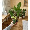Philodendron 'Panduriforme', Ø 12 cm