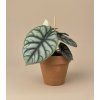 Alocasia 'Silver Dragon', Ø 12 cm
