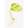 Epipremnum Happy Leaf - Řízek