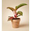 Aglaonema 'Lychee Red', Ø 12 cm