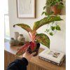 Aglaonema 'Lychee Red', Ø 12 cm