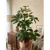 Schefflera arboricola Nora, Ø 13 cm