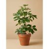 Schefflera arboricola Nora, Ø 13 cm