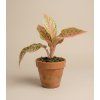 Aglaonema 'Prestige', Ø 9 cm