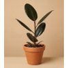 Ficus elastica 'Abidjan', Ø 12 cm