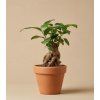 Ficus microcarpa 'Ginseng', Ø 6 cm