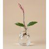 Hoya carnosa Flamingo Dream - Řízek