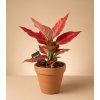 Aglaonema 'Cherry Baby', Ø 12 cm