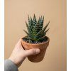 Aloe 'Tiki Tahi', Ø 9 cm