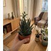 Aloe 'Tiki Tahi', Ø 9 cm