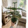 Araucaria 'Heterophylla', Ø 14 cm