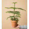 Araucaria 'Heterophylla', Ø 17 cm