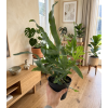 Phlebodium aureum 'Blue Star', Ø 12 cm