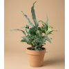 Phlebodium aureum 'Blue Star', Ø 12 cm