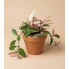 Hoya carnosa 'Flamingo Dream', Ø 9 cm