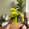 Epipremnum Golden Photos, Ø 12 cm
