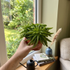 Peperomia Happy Bean, Ø 11 cm
