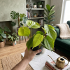 Philodendron scandens, Ø 12 cm