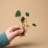 Peperomia caperata 'Lilian' - Řízek