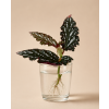 Begonia Maculata Spotlight Green - Řízek