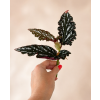Begonia Maculata Spotlight Green - Řízek