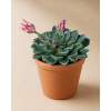 Graptopetalum 'Bellum', Ø 6 cm