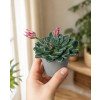 Graptopetalum 'Bellum', Ø 6 cm