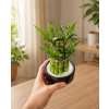 Dracaena Lucky Bamboo (Dracena), Ø 9 cm
