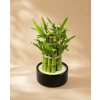 Dracaena Lucky Bamboo (Dracena), Ø 9 cm