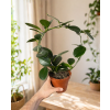 Hoya 'Cumingiana' kruh, Ø 12 cm