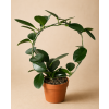 Hoya 'Cumingiana' kruh, Ø 12 cm